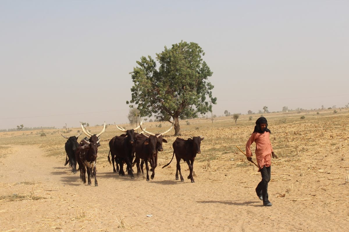 Peace and Security for Pastoralist Communities in African Borderlands